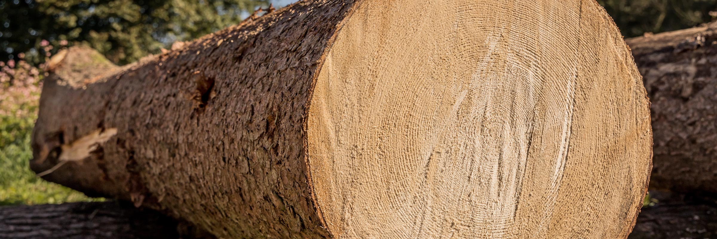 Hirschmann-Holz Gnas Steiermark Rundholz verkaufen Schnittholz kaufen Kantholz Brennholz Hackschnitzel Furniere Lohntrocknung Transporte Holzschlägerungen
